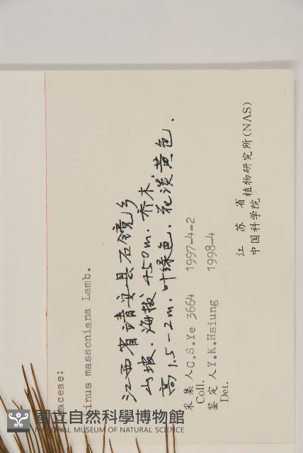 馬尾松藏品圖，第2張