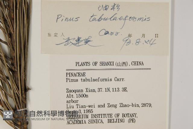 油松藏品圖，第2張