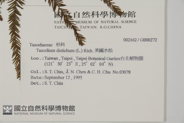 落羽松、美國水松藏品圖，第2張