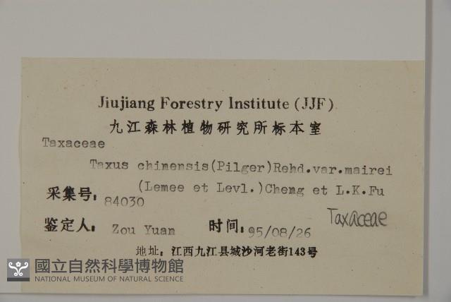 南方紅豆杉藏品圖，第2張