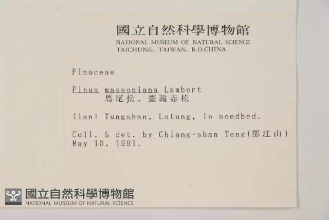 馬尾松藏品圖，第2張