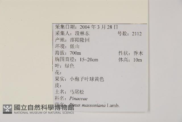 馬尾松藏品圖，第2張