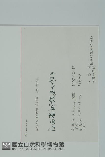 日本冷杉藏品圖，第2張