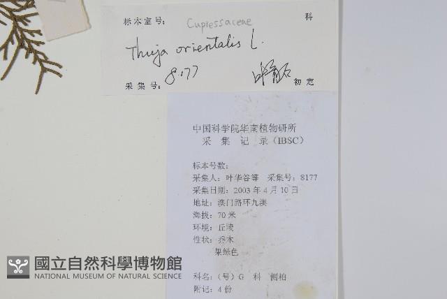 側柏藏品圖，第2張