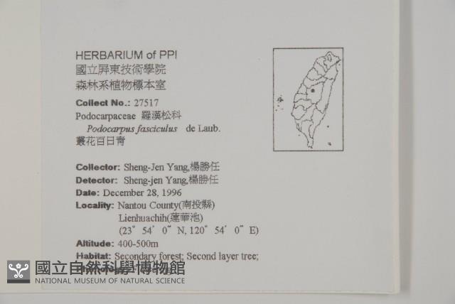 叢花百日青藏品圖，第2張