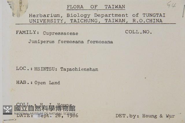 刺柏藏品圖，第2張