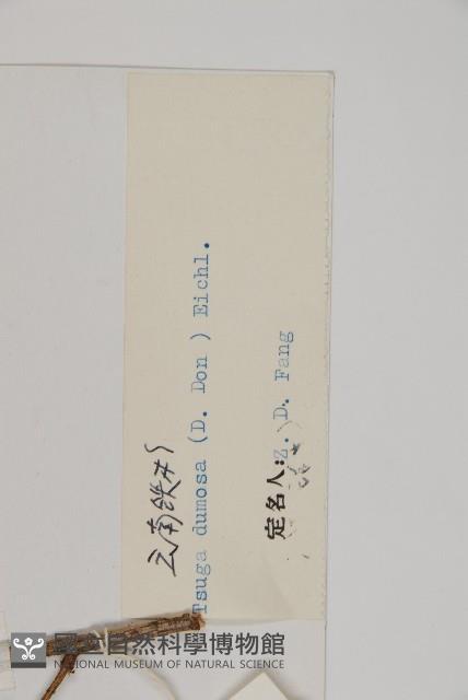 雲南鐵杉藏品圖，第2張