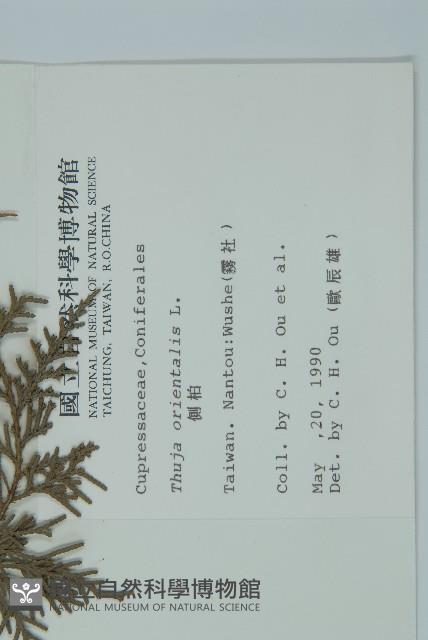 側柏藏品圖，第2張