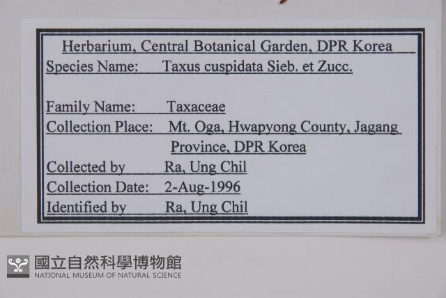 東北紅豆杉藏品圖，第2張