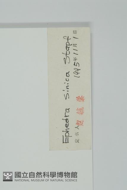 草麻黃藏品圖，第2張