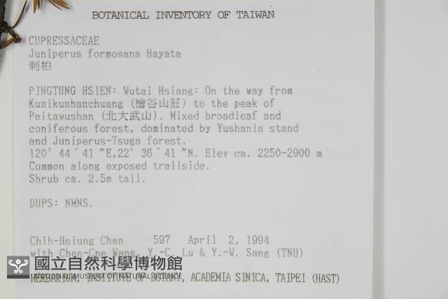 刺柏藏品圖，第2張