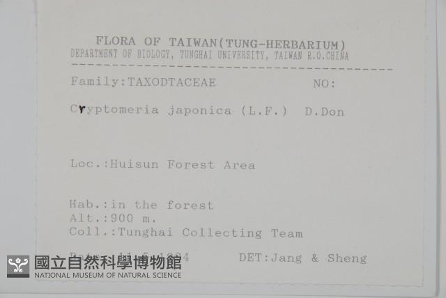 柳杉藏品圖，第2張