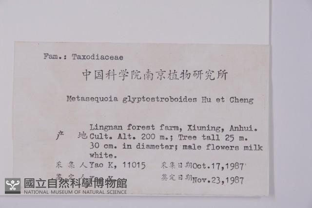 水杉藏品圖，第2張