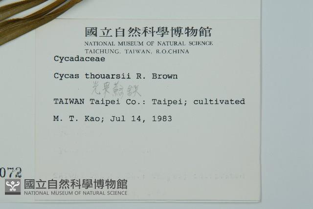 光果蘇鐵藏品圖，第2張