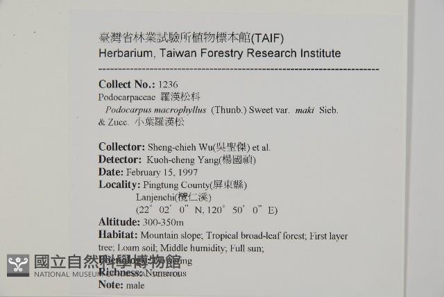 小葉羅漢松藏品圖，第2張