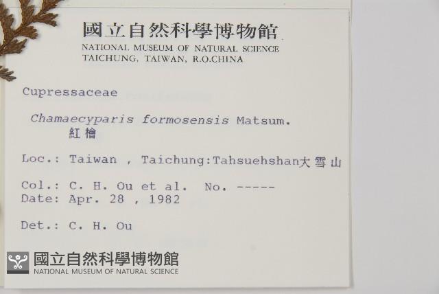 紅檜藏品圖，第2張