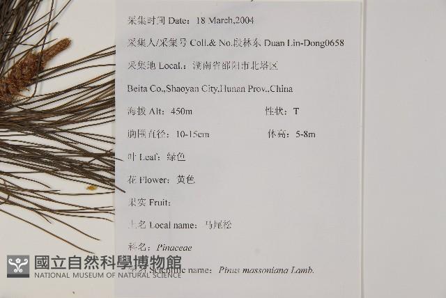 馬尾松藏品圖，第2張