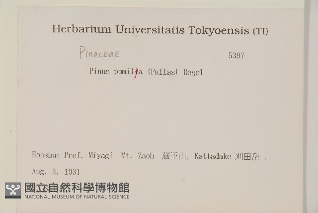 偃松藏品圖，第2張