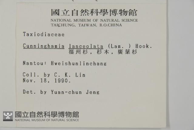 Chinese fir Collection Image, Figure 2, Total 5 Figures