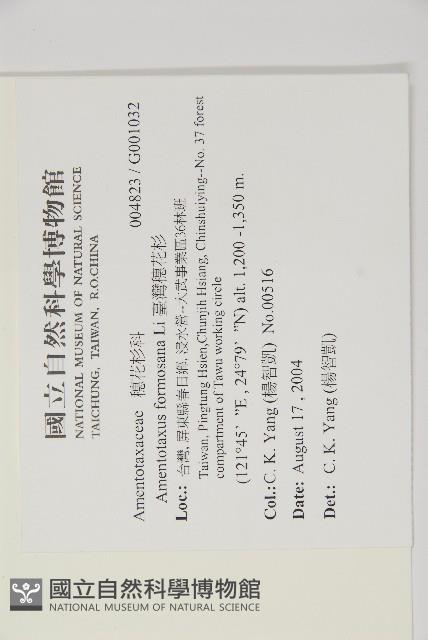 臺灣穗花杉藏品圖，第2張