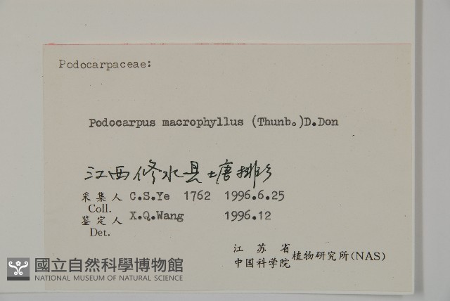 大葉羅漢松藏品圖，第2張