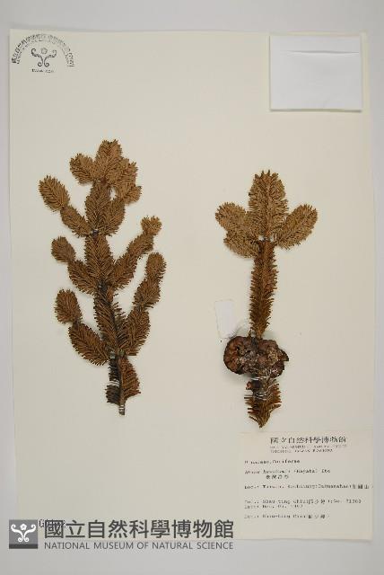 臺灣冷杉藏品圖，第1張