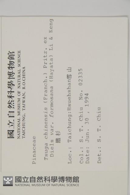 臺灣鐵杉藏品圖，第2張