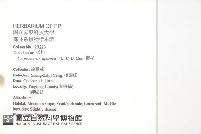 柳杉藏品圖，第2張