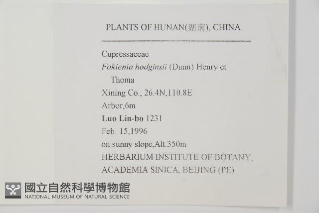 福建柏藏品圖，第2張