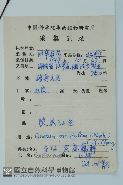 小葉買麻藤藏品圖，第2張