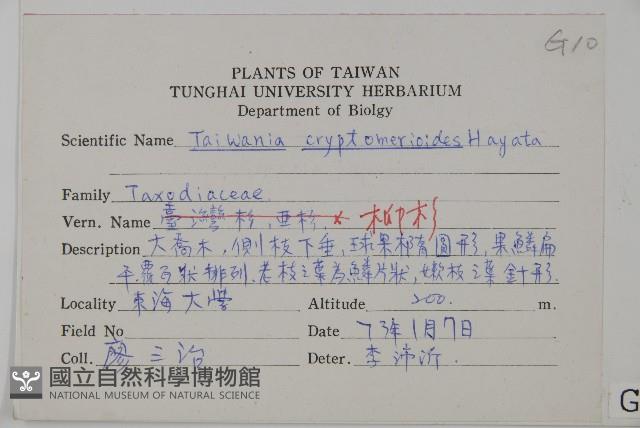 臺灣杉藏品圖，第2張