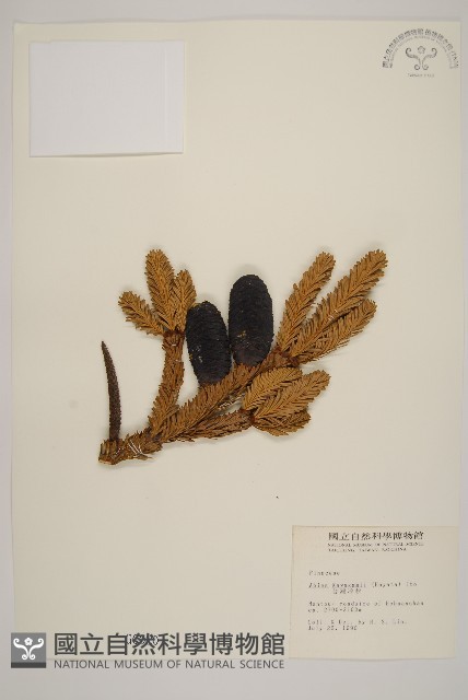 臺灣冷杉藏品圖，第1張