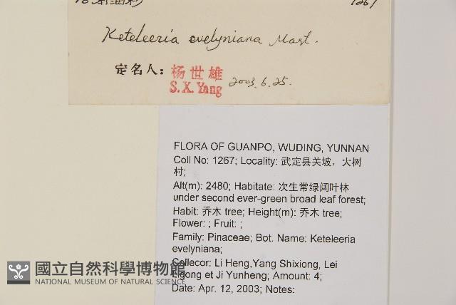 雲南油杉、杉松藏品圖，第2張