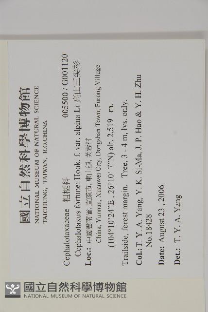 高山三尖杉藏品圖，第2張