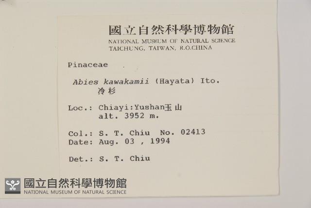 臺灣冷杉藏品圖，第2張