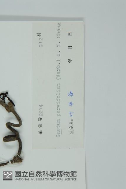 小葉買麻藤藏品圖，第2張