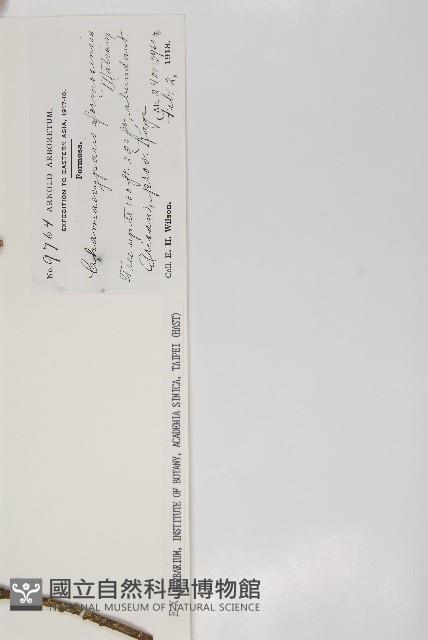 紅檜藏品圖，第2張