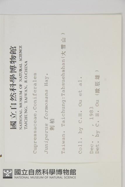 刺柏藏品圖，第2張