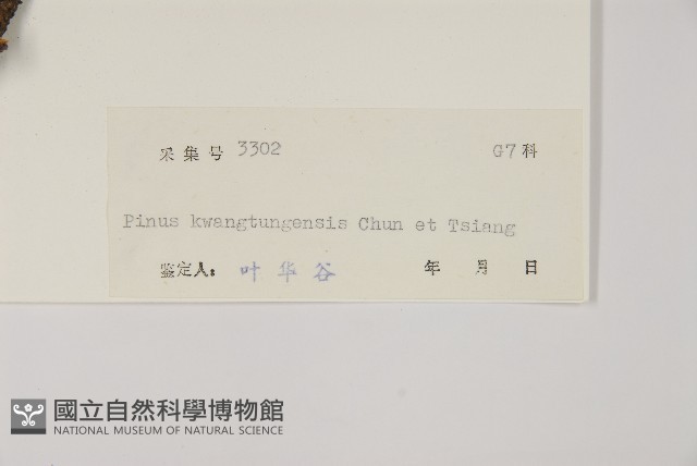 華南五針松藏品圖，第2張