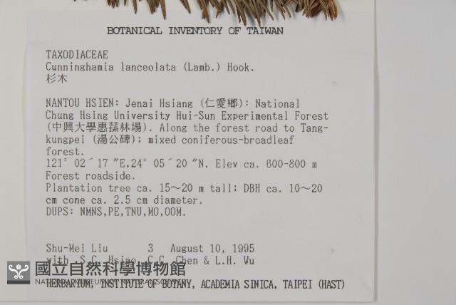 杉木藏品圖，第2張