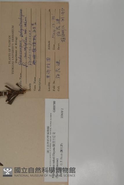 桃實百日青藏品圖，第2張