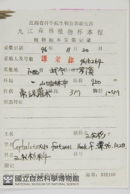 三尖杉藏品圖，第2張