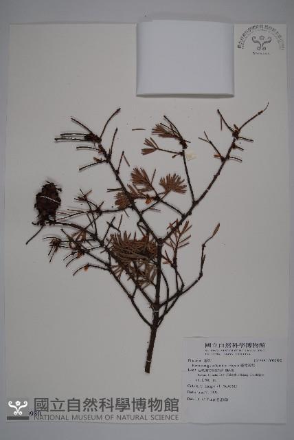 臺灣黃杉藏品圖，第1張