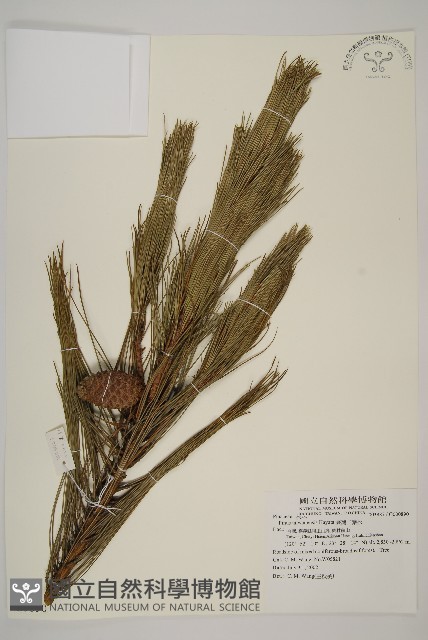臺灣二葉松藏品圖，第1張