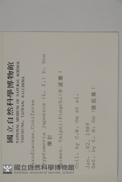 柳杉藏品圖，第2張