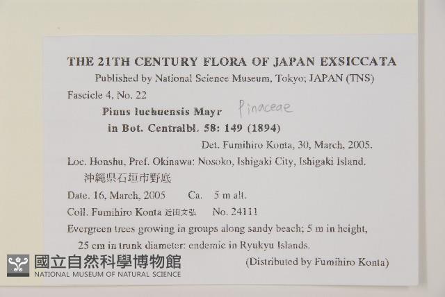 琉球松藏品圖，第2張