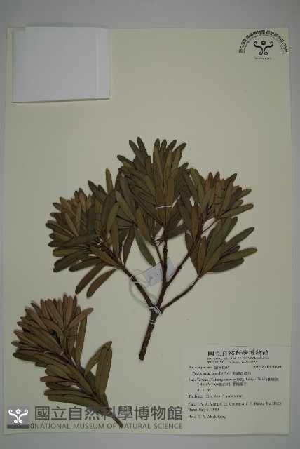 蘭嶼羅漢松藏品圖，第1張