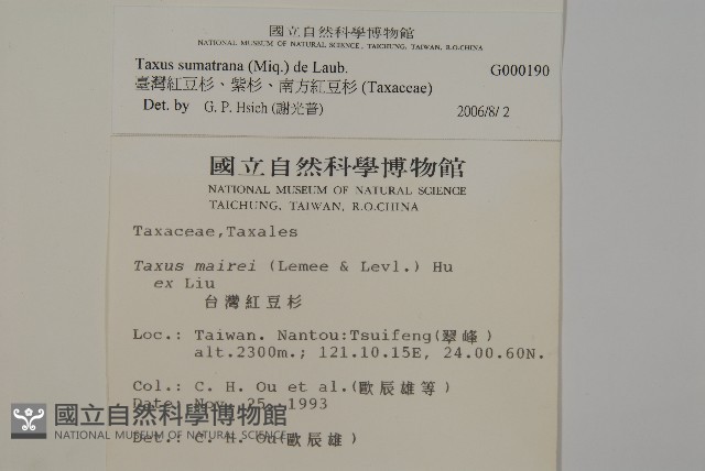臺灣紅豆杉、紫杉、南方紅豆杉藏品圖，第2張