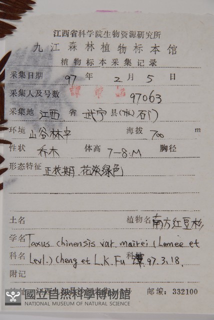 南方紅豆杉藏品圖，第2張
