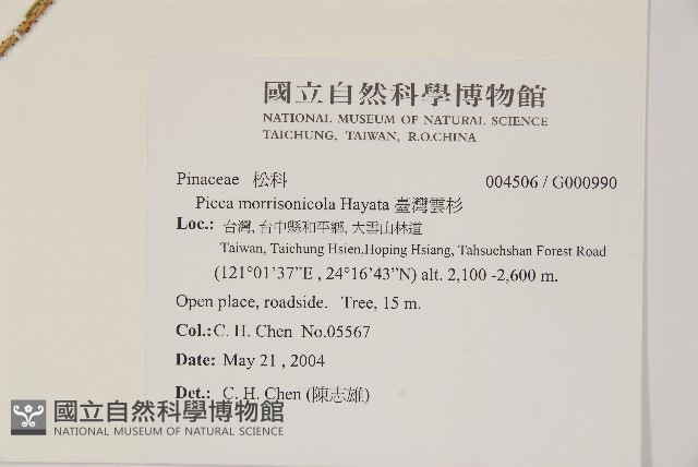 臺灣雲杉藏品圖，第2張
